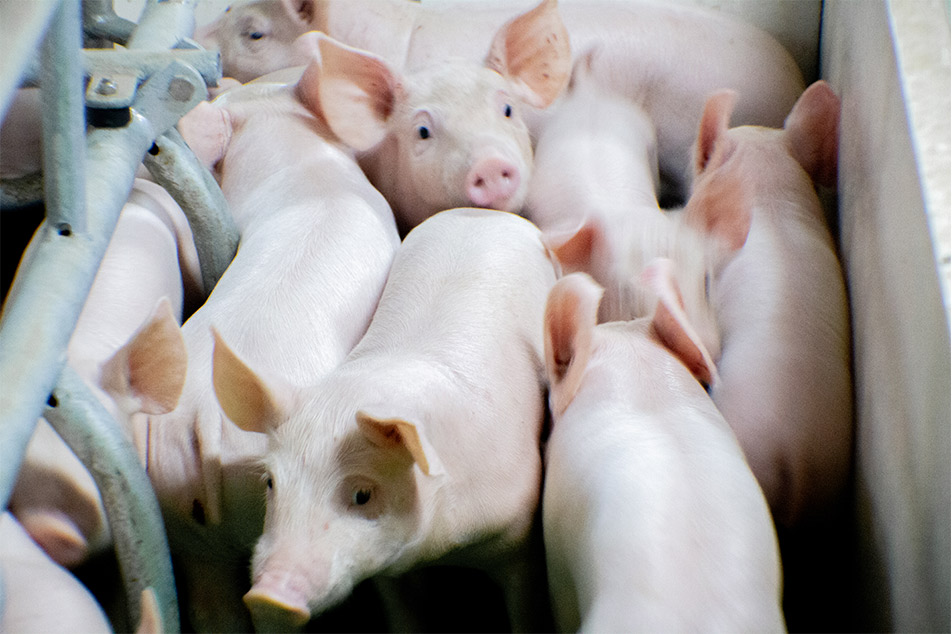 Welsafe Farrowing Crate: Elevatio Pig salutem in Farrowing Management