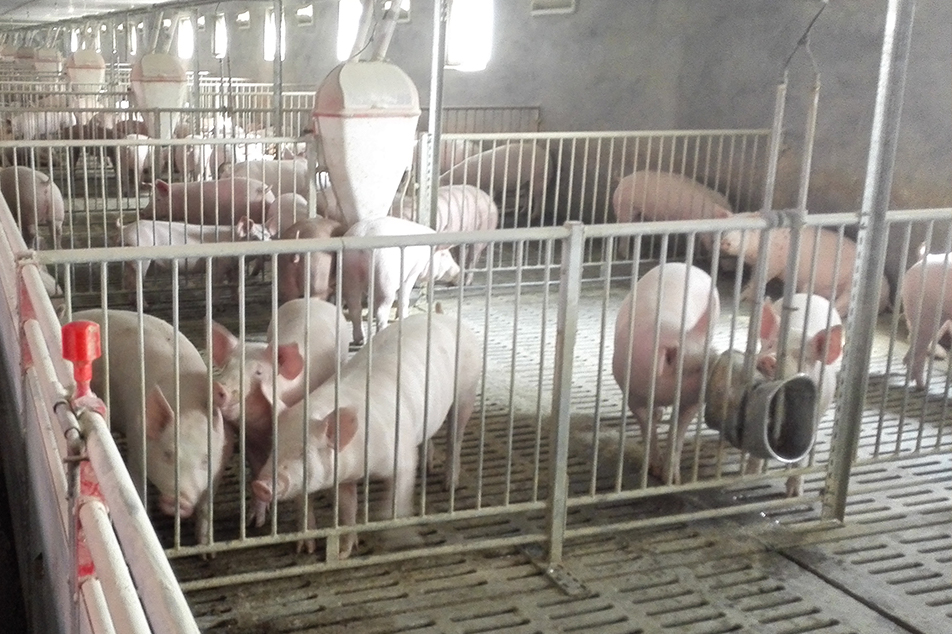 Optimizing Pig Rustica Exercitia pro Sustainability et Environmental Health