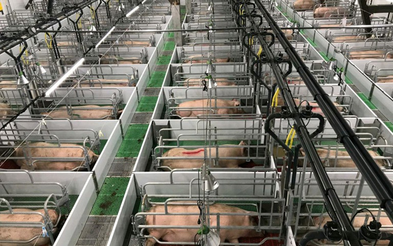 Accusa Nutrition & Scientific Management: Empower efficientem gignendi generandi Sues - Debabrother adiuvat Porcus praedia amplio qualitatem et efficientiam