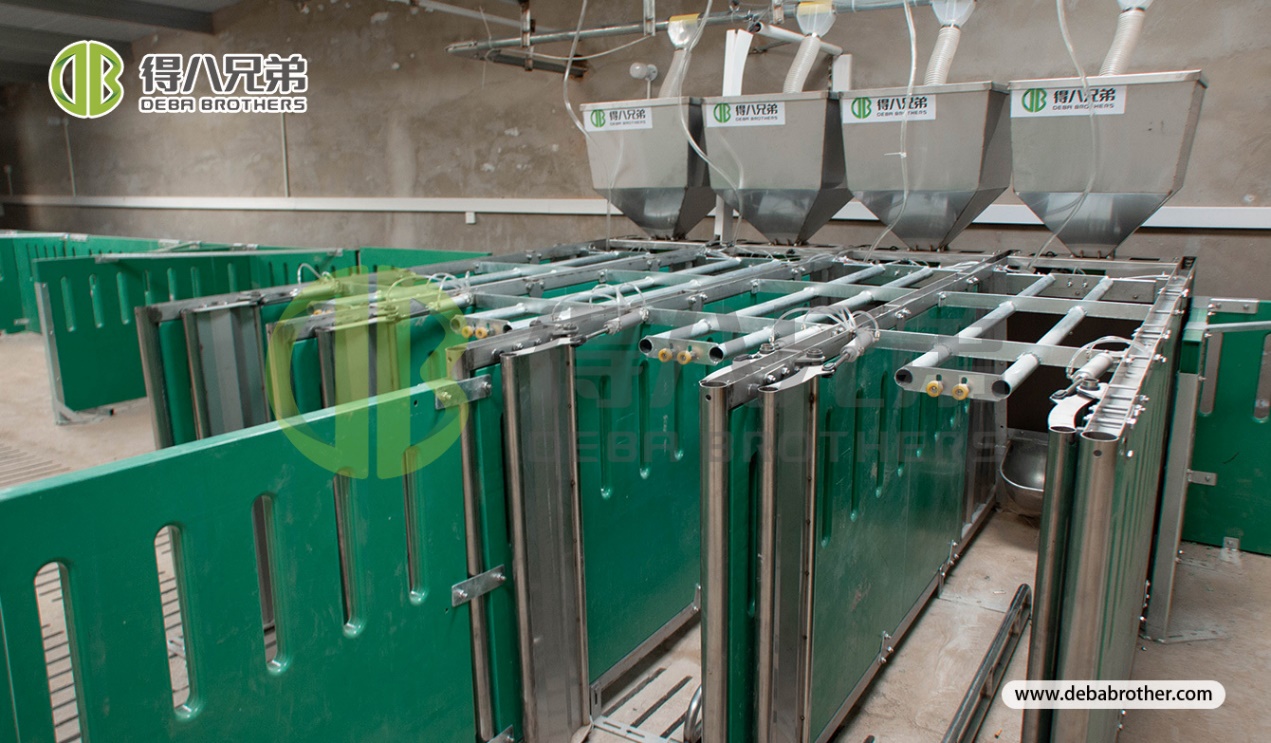 Primus Autumnus Pig Agricola Season: Scientific Management pro Stabilis Efficiency Emendatio — Debabrother Optimizes Pig Firmam Procuratio in Autumno