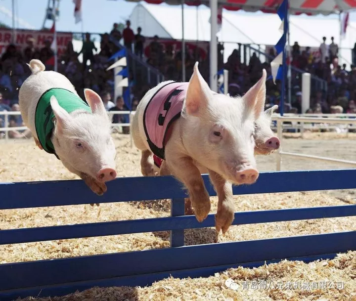 Quomodo Porcus Villae alind Sues' Farrowing Duration pro Piglet Partus Efficient