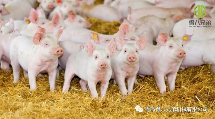 Improving Pig Firmam Animalis saluti - China Edition