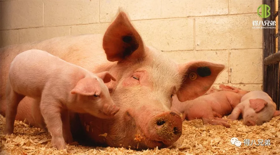 Impulsu Animalis saluti in Porcus Productio