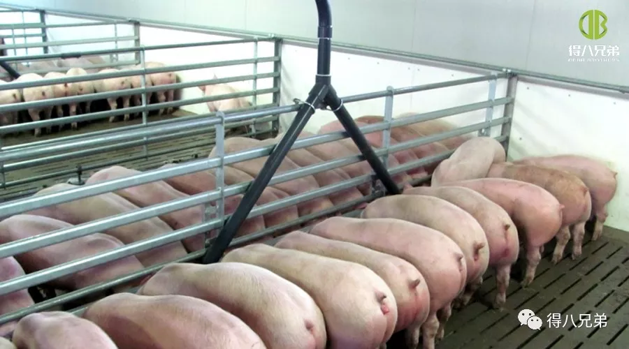 Investigatio Status Fermenti Pasce in Sina