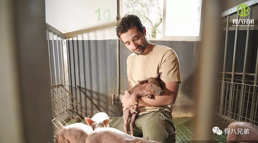 Strategies pro Improving and Enhancing Animal welfare in Porcus Farms