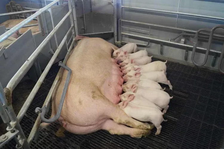 Global Pig Price Recuperatio confirmat Firmam Equipment Tractatus Fiducia